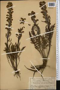 Pedicularis dolichorhiza Schrenk, Middle Asia, Western Tian Shan & Karatau (M3) (Kazakhstan)