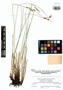 Carex erawinensis Korotky, Siberia, Baikal & Transbaikal region (S4) (Russia)