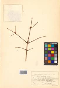Picea obovata Ledeb., Siberia, Russian Far East (S6) (Russia)