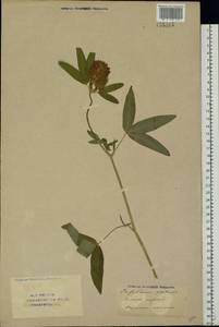 Trifolium pratense L., Eastern Europe, Eastern region (E10) (Russia)