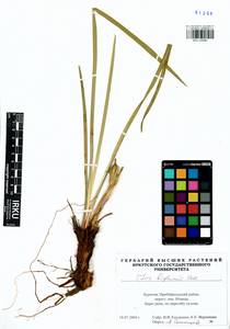 Iris lactea f. biglumis (Vahl) Kitag., Siberia, Baikal & Transbaikal region (S4) (Russia)