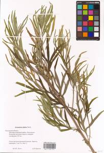 Artemisia umbrosa Turcz. ex DC., Eastern Europe, Central region (E4) (Russia)