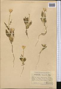 Amberboa turanica Iljin, Middle Asia, Dzungarian Alatau & Tarbagatai (M5) (Kazakhstan)