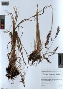 Trisetum altaicum Roshev., Siberia, Altai & Sayany Mountains (S2) (Russia)