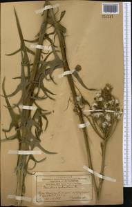 Sonchus palustris L., Middle Asia, Western Tian Shan & Karatau (M3) (Kazakhstan)