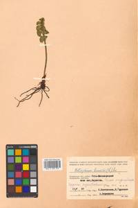 Botrychium lunaria (L.) Sw., Siberia, Chukotka & Kamchatka (S7) (Russia)