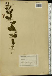 Vinca minor L., Eastern Europe, South Ukrainian region (E12) (Ukraine)