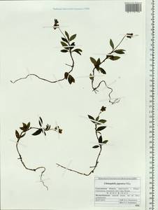 Chimaphila japonica Miq., Siberia, Russian Far East (S6) (Russia)