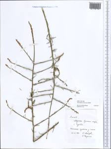 Ochradenus baccatus Del., Africa (AFR) (Egypt)