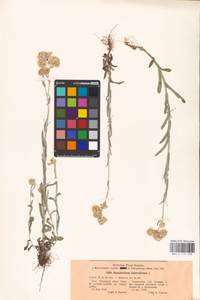 Helichrysum luteoalbum (L.) Rchb., Eastern Europe, North Ukrainian region (E11) (Ukraine)