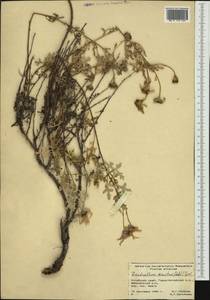 Chrysanthemum sinuatum Ledeb., Siberia, Altai & Sayany Mountains (S2) (Russia)