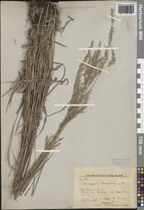 Calamagrostis korotkyi Litv., Siberia, Russian Far East (S6) (Russia)