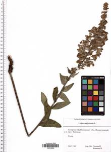 Verbascum lychnitis L., Eastern Europe, Middle Volga region (E8) (Russia)