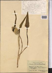 Eminium lehmannii (Bunge) Kuntze, Middle Asia, Syr-Darian deserts & Kyzylkum (M7) (Uzbekistan)