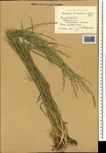 Thinopyrum intermedium subsp. intermedium, Caucasus, Armenia (K5) (Armenia)