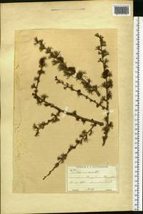 Larix decidua (L.) Mill., Eastern Europe, Moscow region (E4a) (Russia)