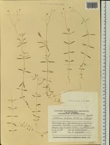 Stellaria longifolia (Regel) Muhl. ex Willd., Siberia, Western Siberia (S1) (Russia)