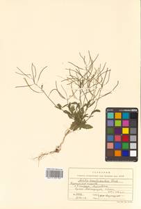 Arabidopsis lyrata subsp. kamchatica (Fisch. ex DC.) O'Kane & Al-Shehbaz, Siberia, Russian Far East (S6) (Russia)