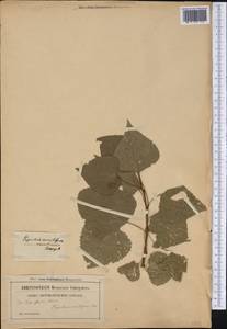 Populus deltoides, America (AMER) (Not classified)