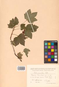 Ribes procumbens Pall., Siberia, Russian Far East (S6) (Russia)