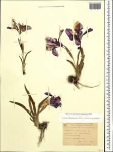 Iris aphylla L., Caucasus, North Ossetia, Ingushetia & Chechnya (K1c) (Russia)