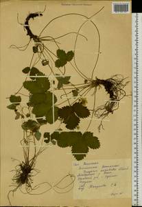 Fragaria orientalis Losinsk., Siberia, Yakutia (S5) (Russia)