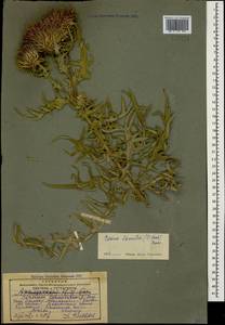 Cirsium ciliatum subsp. szovitsii (K. Koch) Petr., Caucasus, Georgia (K4) (Georgia)