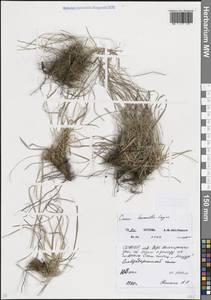 Carex humilis Leyss., Caucasus, North Ossetia, Ingushetia & Chechnya (K1c) (Russia)