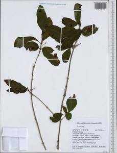 Lonicera, South Asia, South Asia (Asia outside ex-Soviet states and Mongolia) (ASIA) (China)