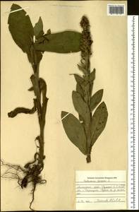 Verbascum thapsus L., Siberia, Altai & Sayany Mountains (S2) (Russia)