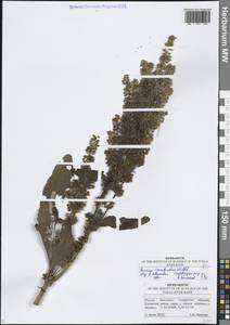 Rumex confertus Willd., Eastern Europe, Middle Volga region (E8) (Russia)