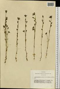 Lomatogonium rotatum (L.) Fries ex Fern., Siberia, Altai & Sayany Mountains (S2) (Russia)