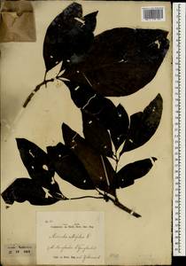 Morinda citrifolia L. , nom. cons., South Asia, South Asia (Asia outside ex-Soviet states and Mongolia) (ASIA) (Indonesia)