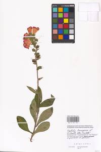 Digitalis ferruginea L., Eastern Europe, Moscow region (E4a) (Russia)