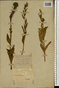 Oenothera biennis L., Caucasus, Stavropol Krai, Karachay-Cherkessia & Kabardino-Balkaria (K1b) (Russia)