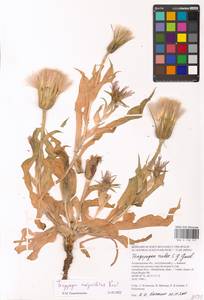 Tragopogon marginifolius Pawl., Eastern Europe, Lower Volga region (E9) (Russia)