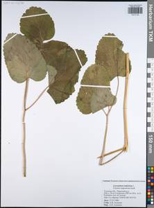 Laserpitium latifolium L., Eastern Europe, Central region (E4) (Russia)