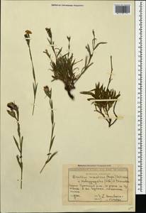 Dianthus imereticus (Rupr.) Schischk., Caucasus, Georgia (K4) (Georgia)