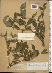 Lonicera hispida Pall. ex Roem. & Schult., Middle Asia, Dzungarian Alatau & Tarbagatai (M5) (Kazakhstan)