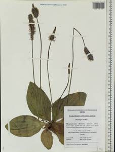 Plantago media L., Eastern Europe, Northern region (E1) (Russia)