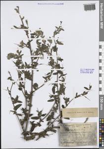 Ononis arvensis L., Middle Asia, Northern & Central Kazakhstan (M10) (Kazakhstan)