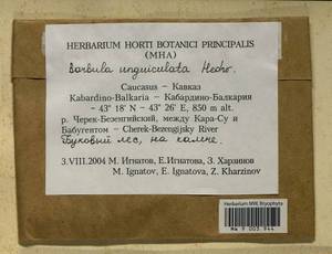 Barbula unguiculata Hedw., Bryophytes, Bryophytes - North Caucasus & Ciscaucasia (B12) (Russia)