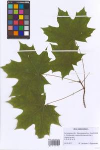 Acer platanoides L., Eastern Europe, Central forest region (E5) (Russia)