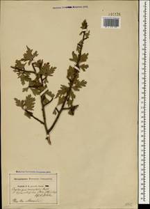 Crataegus orientalis Pall. ex M. Bieb., Crimea (KRYM) (Russia)