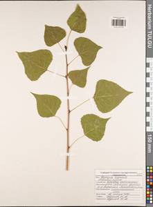 Populus nigra L., Eastern Europe, Central region (E4) (Russia)