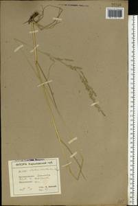 Festuca arundinacea Schreb. , nom. cons., Eastern Europe, North Ukrainian region (E11) (Ukraine)
