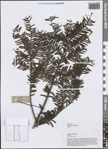 Taxus chinensis (Pilg.) Rehd., South Asia, South Asia (Asia outside ex-Soviet states and Mongolia) (ASIA) (Vietnam)