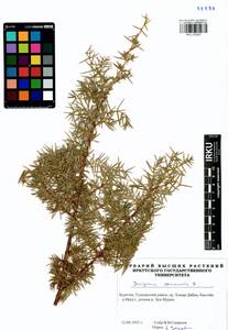 Juniperus communis L., Siberia, Baikal & Transbaikal region (S4) (Russia)