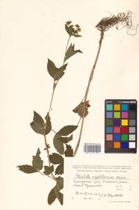 Potentilla cryptotaeniae Maxim., Siberia, Russian Far East (S6) (Russia)