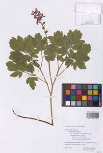 Corydalis cava (L.) Schweigg. & Körte, Eastern Europe, Central region (E4) (Russia)